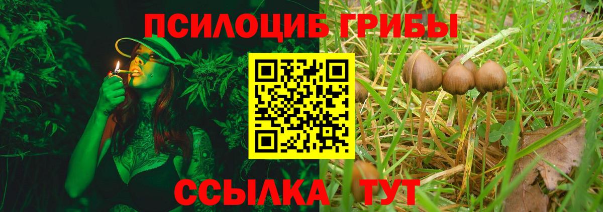 Галлюциногенные грибы Psilocybe Белгород
